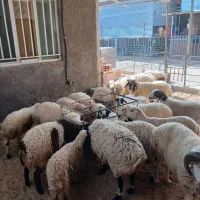 بره کره نر و ماده. انواع گوسفند