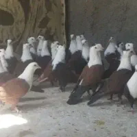 کبوتر