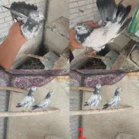 کبوتر کله دم سوسکی شا.زده