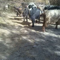 دوبر، بزغاله|حیوانات مزرعه|فریدونشهر, |دیوار