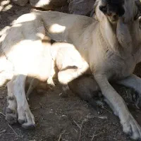 توله های پژدر