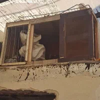 قفس پرنده