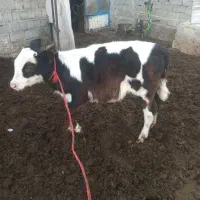 گوساله ماده