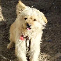 سگ پا کوتاه|سگ|جوادآباد, |دیوار