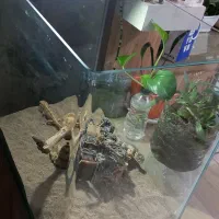 اکواریوم شرکتی