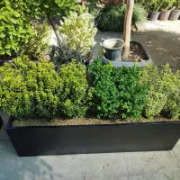 فلاورباکس شمشاد ( یونیک)|گل و گیاه طبیعی|تهران, ولنجک|دیوار