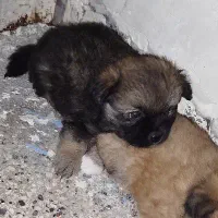 توله شیتزو پامر