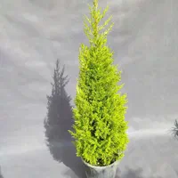لاوسون قیچی خورده (یونیک )|گل و گیاه طبیعی|تهران, صادقیه|دیوار