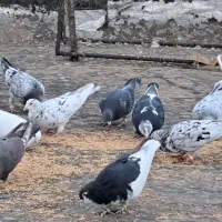 تعداد سنگین آجیل تاکستانن وسلام|پرنده|قزوین, |دیوار