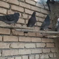 کبوترپرشی وساعت سنگین .