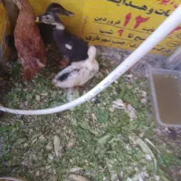 جوجه اردک