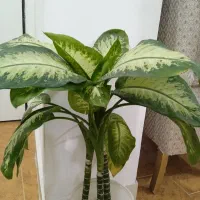 گل دیفن باخیا