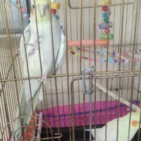 یک جفت عروس هلندی سخنگو