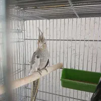 عروس هلندی بالغ