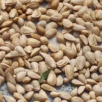 بادام درختی تازه