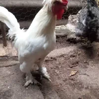 فروش خروس تزئینی پاپر
