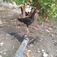 ۳عدد مرغ لاری