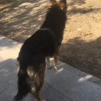 واگذاری (مشروط) رایگان ژرمن هاسکی نر|سگ|تهران, شهران شمالی|دیوار