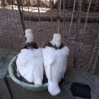 کبوتر طوقی جوجه پیش فروش|پرنده|بابل, |دیوار