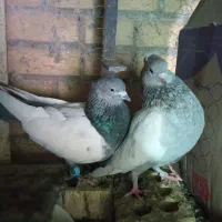 فروش کفتر|پرنده|شیراز, تندگویان|دیوار