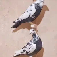 کفتر سینه مشهدی