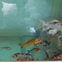 آکواریوم بزرگ با ماهی و لوازمات|ماهی|اصفهان, جلفا|دیوار