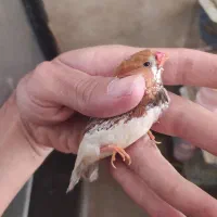 فنچ اورنج به شرط|پرنده|رباطکریم, نصیرشهر|دیوار