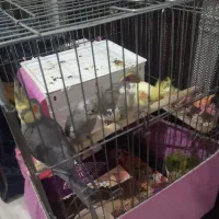 عروس هلندی مولد