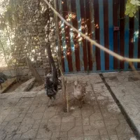 بوقلمون تخم گزار|حیوانات مزرعه|گیان, |دیوار