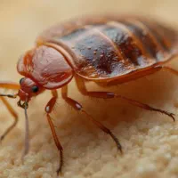 سم پاشی ساس،سم پاشی موریانه،موش،سوسک کابینتی|خدمات نظافت|بندرعباس, |دیوار