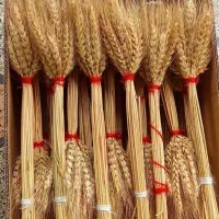 دسته خوشه گندم|گل و گیاه طبیعی|کوهیخیل, |دیوار