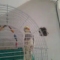 یک عروس نرویک عروس ماده