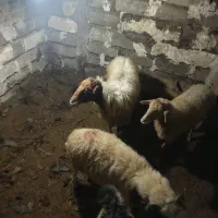 گوسفند با بره|حیوانات مزرعه|املش, |دیوار