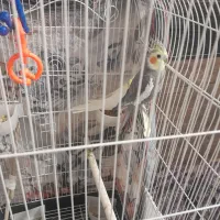 پرنده|پرنده|صباشهر, |دیوار