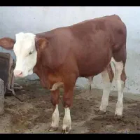 تهیه انواع گوساله های سیمینتال و هلشتاین دورگ محلی