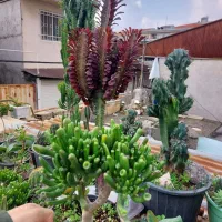 افوربیای قرمز پر شاخه|گل و گیاه طبیعی|رشت, تازه آباد|دیوار