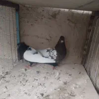 فروش کبوتر سینه ای