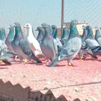 کبوترکبوترپلاکی|پرنده|قزوین, |دیوار