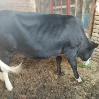 گوساله سیمینتال ماده
