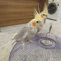 عروس هلندی|پرنده|هشتگرد, ینگی امام|دیوار