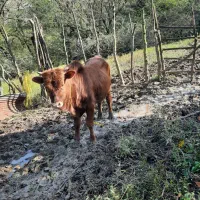 تعدادی گوساله(نروماده)