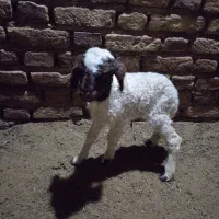 بره|حیوانات مزرعه|کرمانشاه, |دیوار