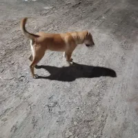 سگ گله ونگهبان