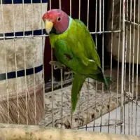 طوطی ملنگو|پرنده|کرمان, |دیوار