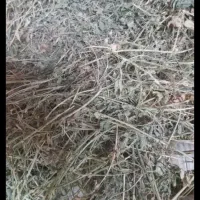 علوفه و بیده