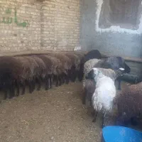 قربانی فروشی|حیوانات مزرعه|تهران, امین حضور|دیوار