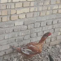 فروش مرغ لاری و اردک پکنی و اردک روسی.بافق