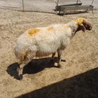 قوچ جوان وداشتی