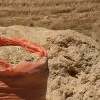 فروش کاه گندم وپرس گندم کیلو 8000تومان