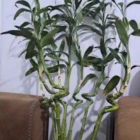 همخانه خانم بی حاشیه موجه - منیریه